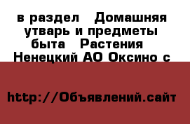  в раздел : Домашняя утварь и предметы быта » Растения . Ненецкий АО,Оксино с.